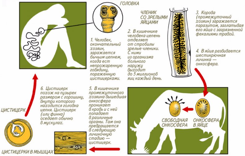 Жизненный цикл бычьего цепня