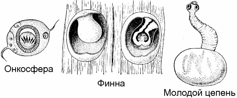 Стадии развития бычьего цепня