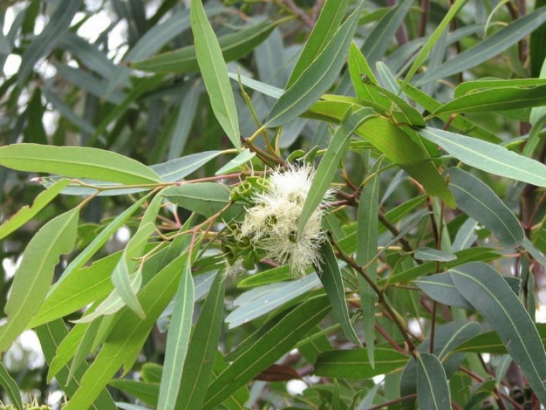 Eucalyptus globulus