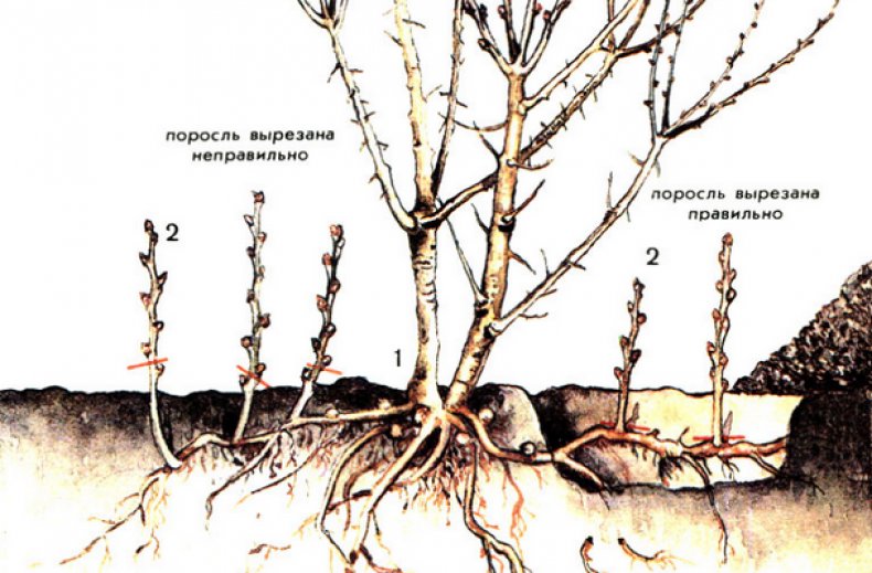 Корневая поросль