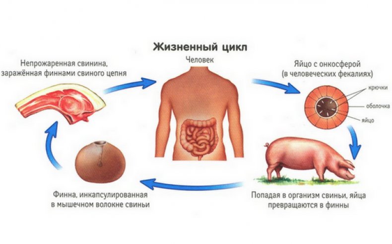 Жизненный цикл