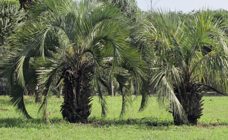 butia eriospatha