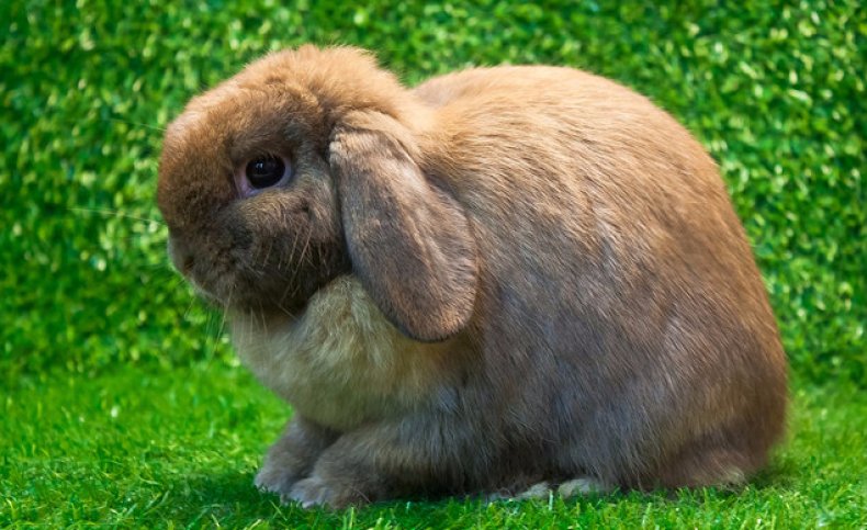 Голландский вислоухий кролик, или Holland Lop