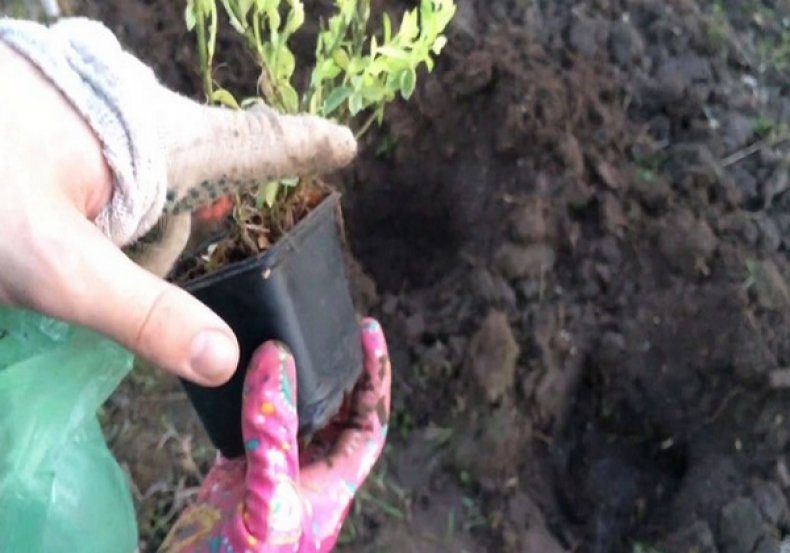 Посадка бересклета Европейского