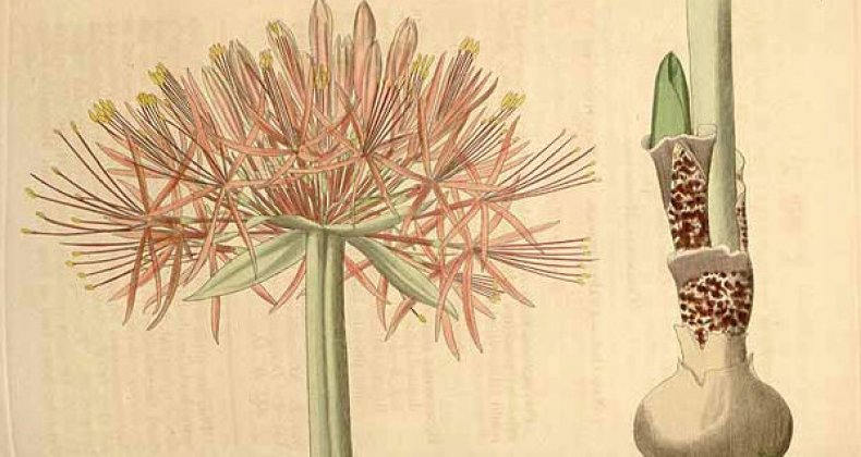 Haemanthus Lindenii