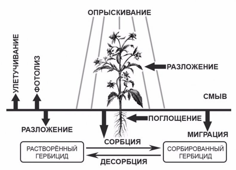 Действие гербицидов