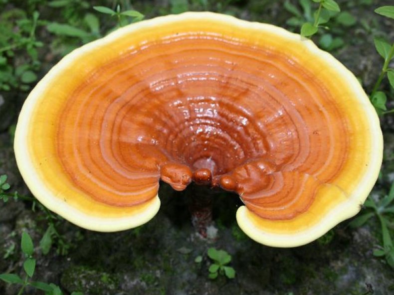 Трутовик лакированный (Ganoderma lucidum)