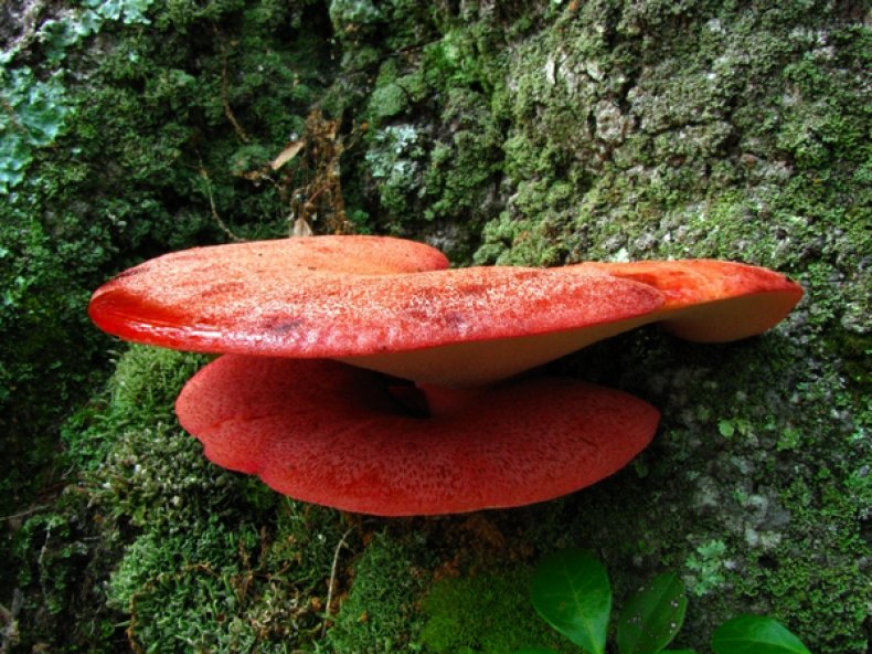 Печеночница обыкновенная (Fistulina hepatica)