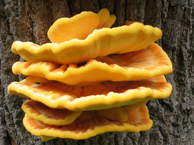 Трутовик серно-желтый (Laetiporus sulphureus)