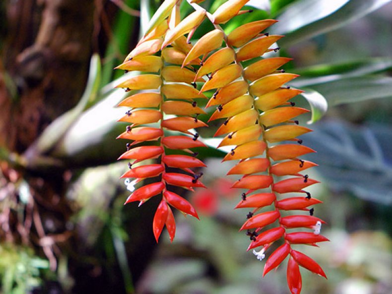 Дуера (Tillandsia dyeriana)