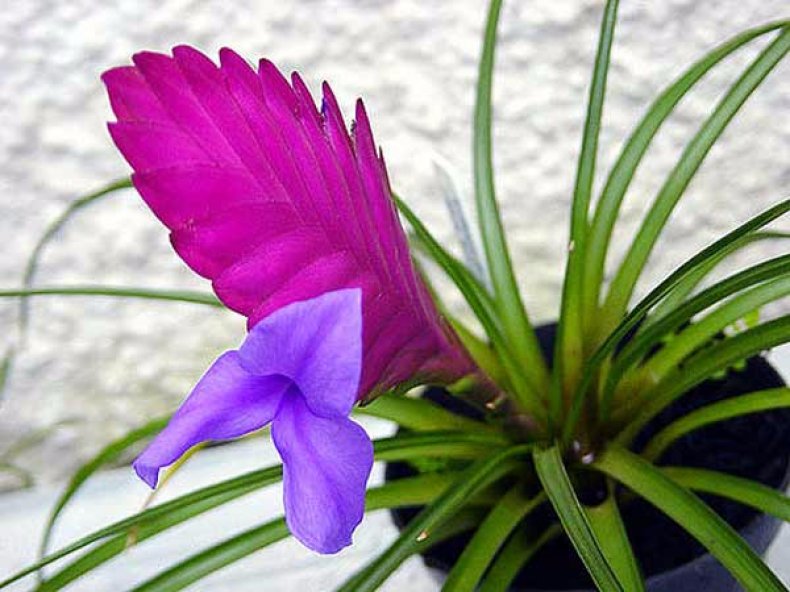 Линдена (Tillandsia lindenii)