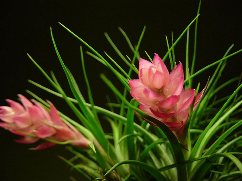 Торчащая (Tillandsia stricta)