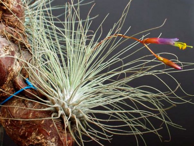 Серебристая (Tillandsia argentea)