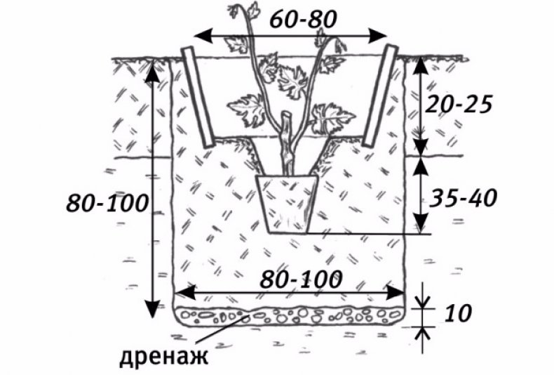 Схема посадки винограда