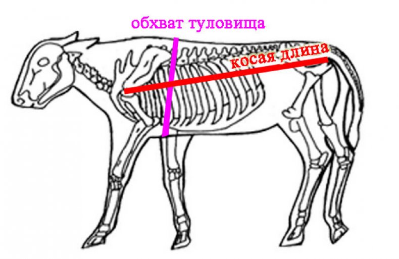 Измерение обьемов теленка