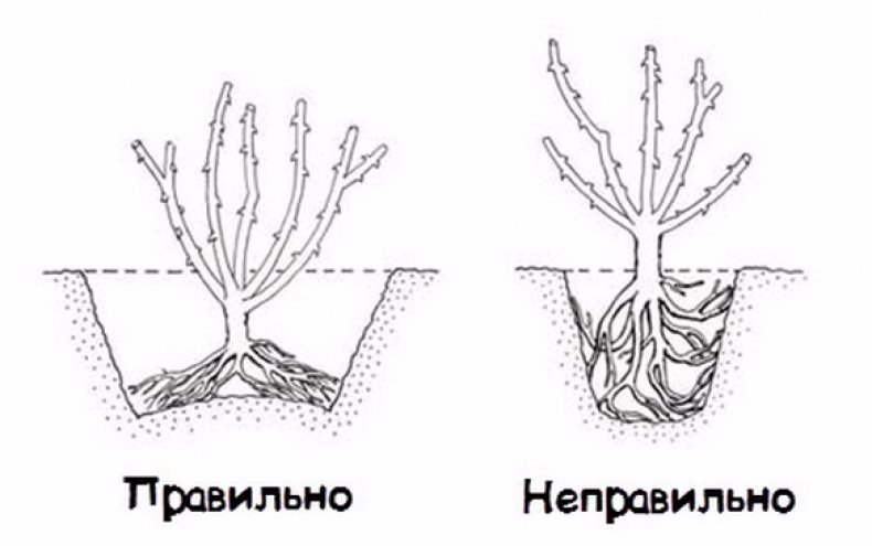 Правильная посадка