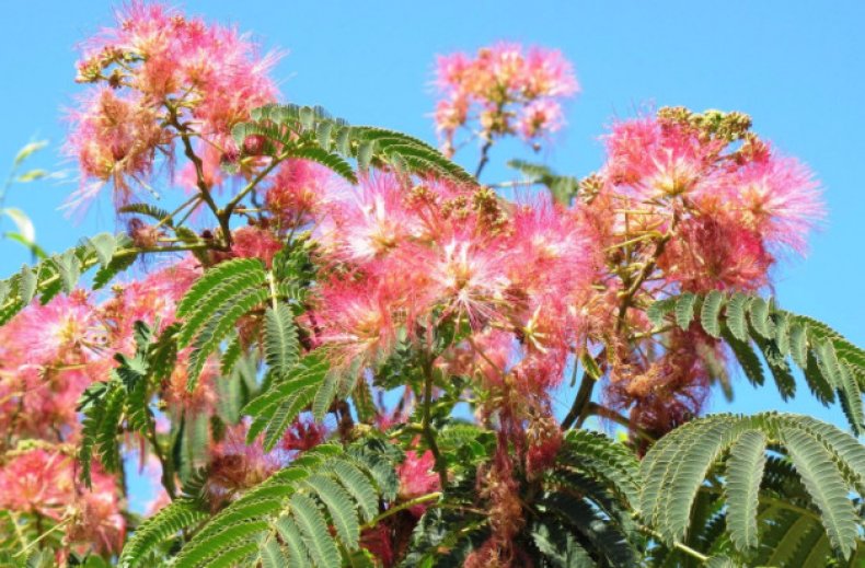 Albizia julibrissin