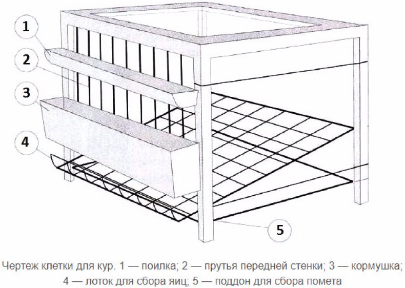 Чертеж клетки