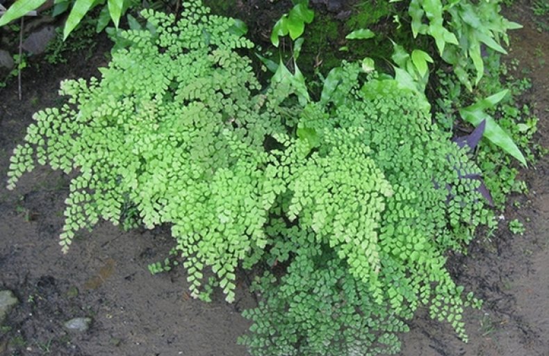 Adiantum raddianum