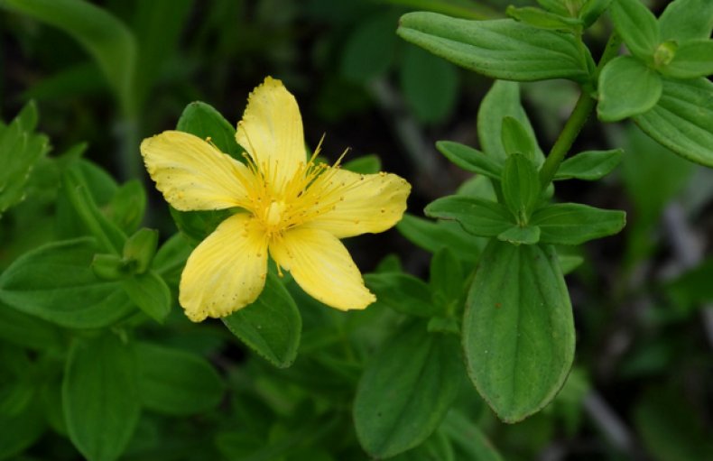 Hypericum attenuatum