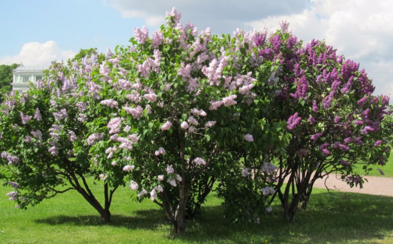 Кусты сирени