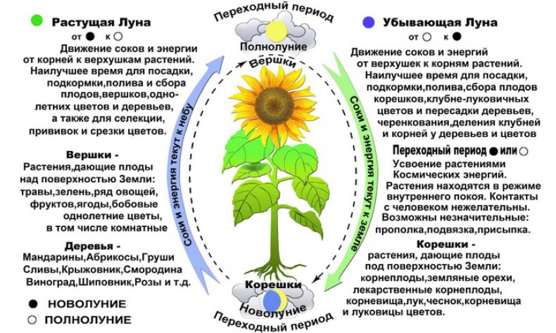 Как влияют фазы Луны на посадку растений