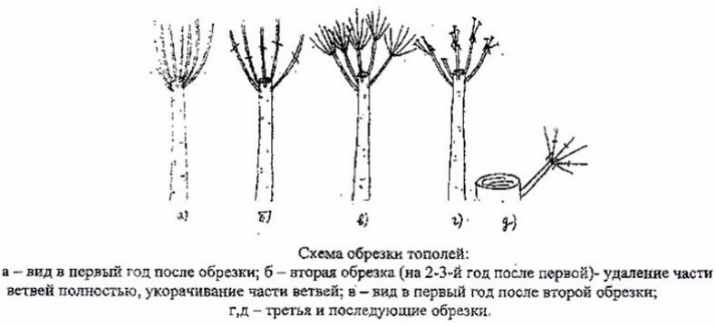 Омолаживающая обрезка