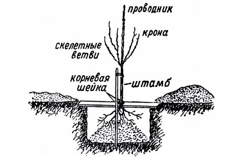 Посадка дерева