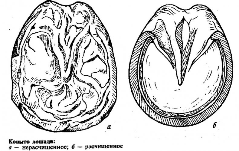 Копыто лошади