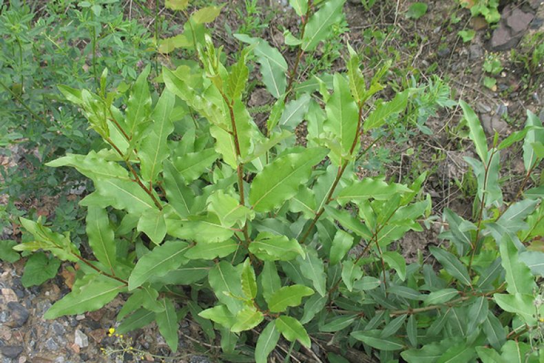 Populus laurifolia