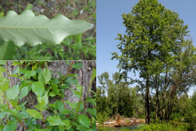 Populus laurifolia