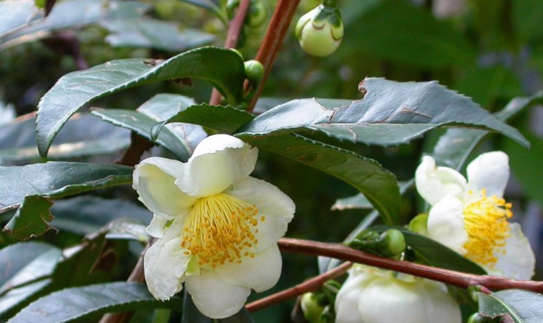 Camellia sinensis