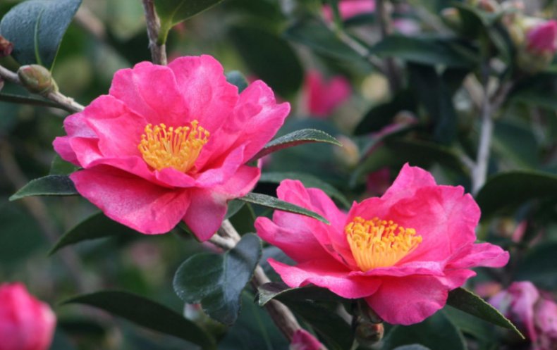 Camellia sasanqua