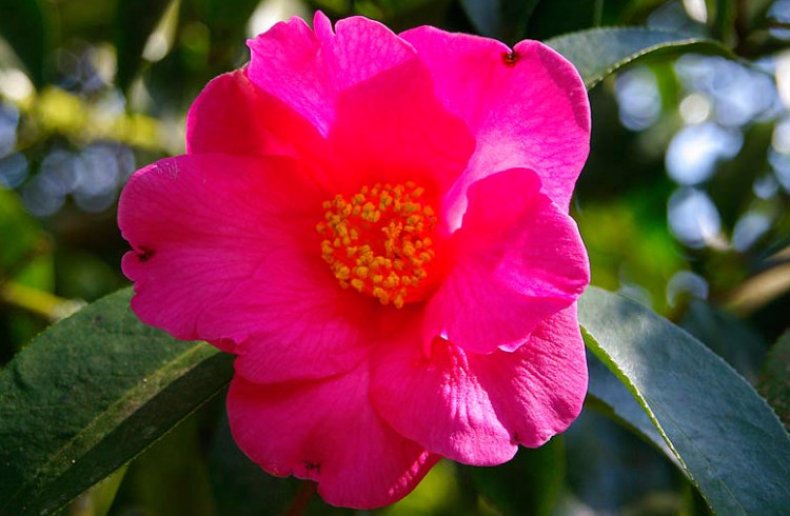 Camellia reticulata