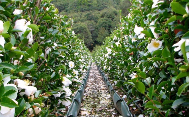 Camellia sinensis