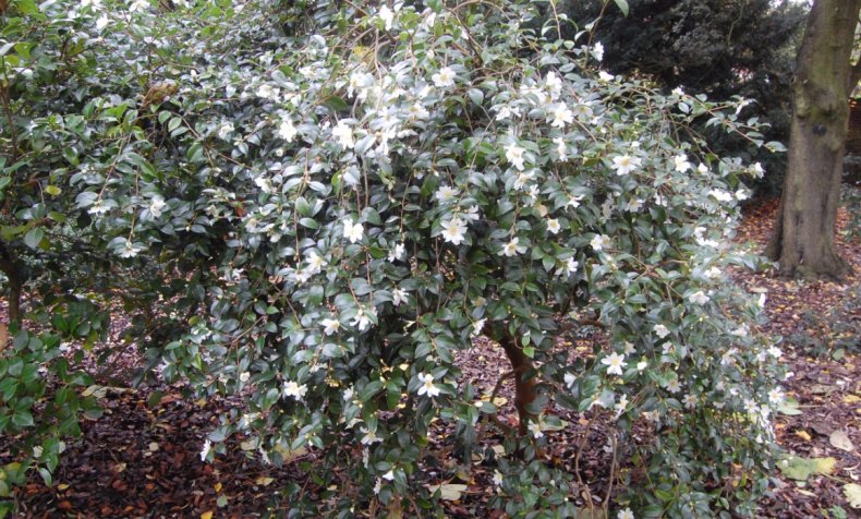 Camellia saluenensis