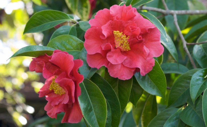 Camellia reticulata