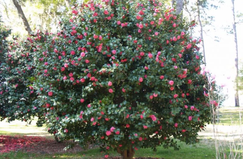 Camellia japonica