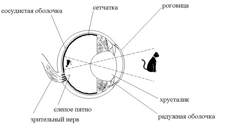 Строение глаза коня