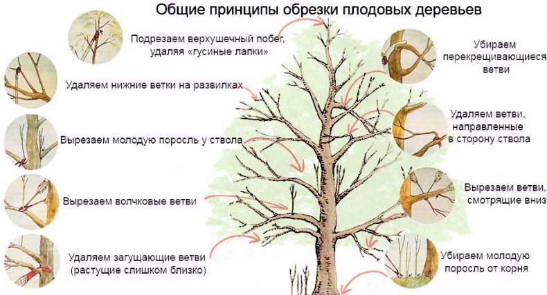 Общие принципы обрезки