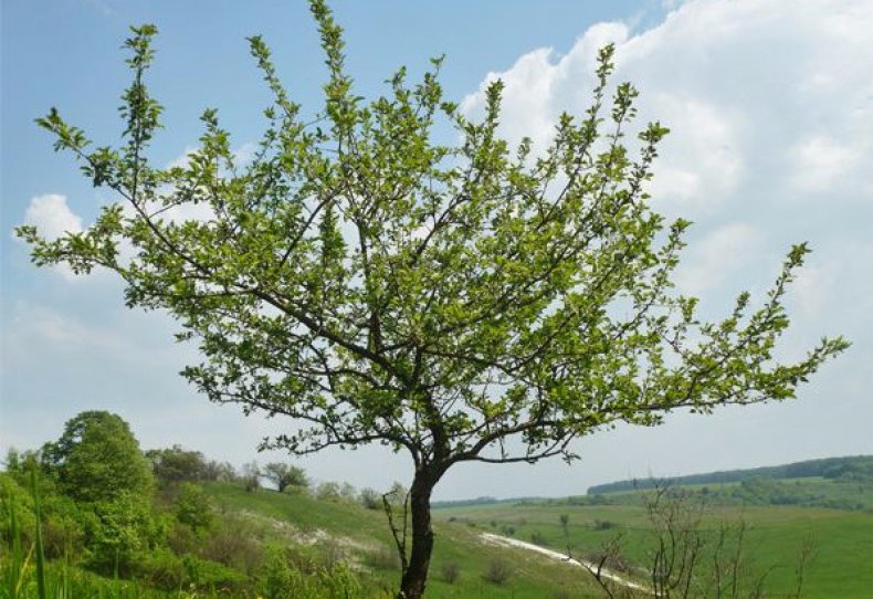 Яблоня не плодоносит