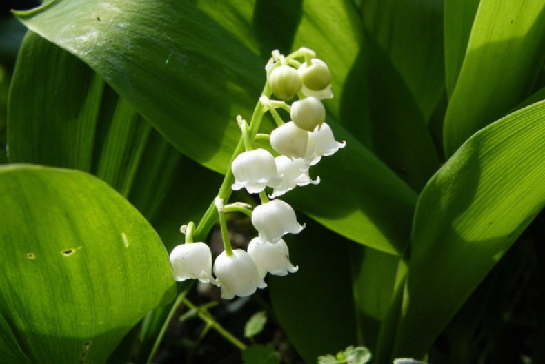 Convallaria