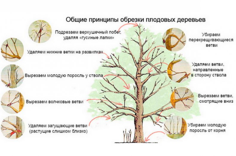 Обрезка