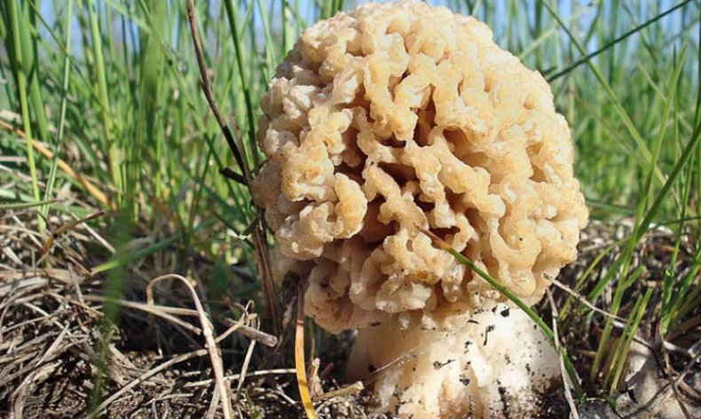 Morchella steppicola