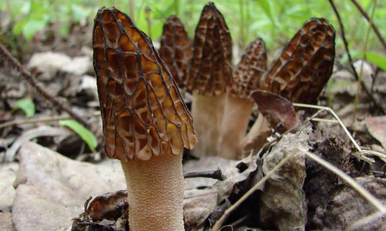 Morchella elata