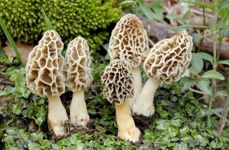 Morchella esculenta