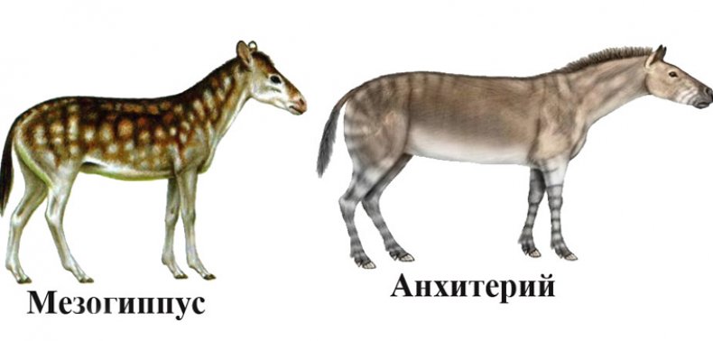 Мезогиппус и анхитерий