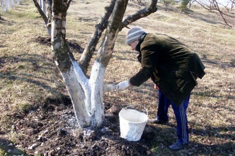 Побелка