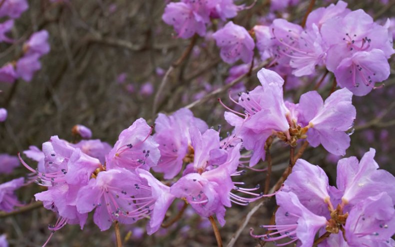 Rhododendron dauricum