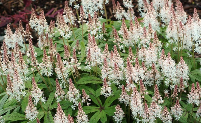 Tiarella unofoliata